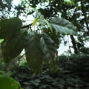 Image of Elaeocarpus munroii (Wight) Mast.