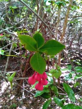 Image of Euphorbia longitubicinicyathium