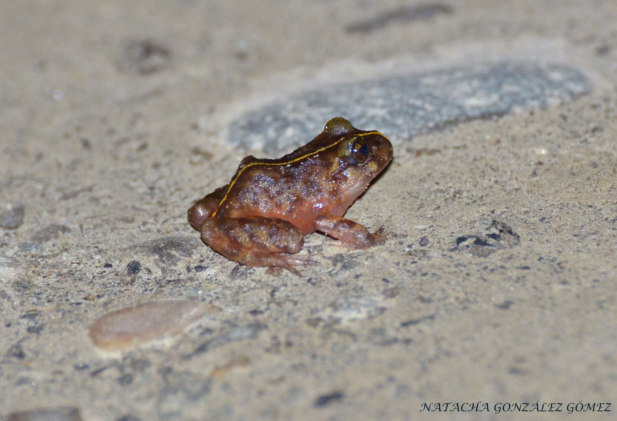 Image of Emilio's Ground Frog