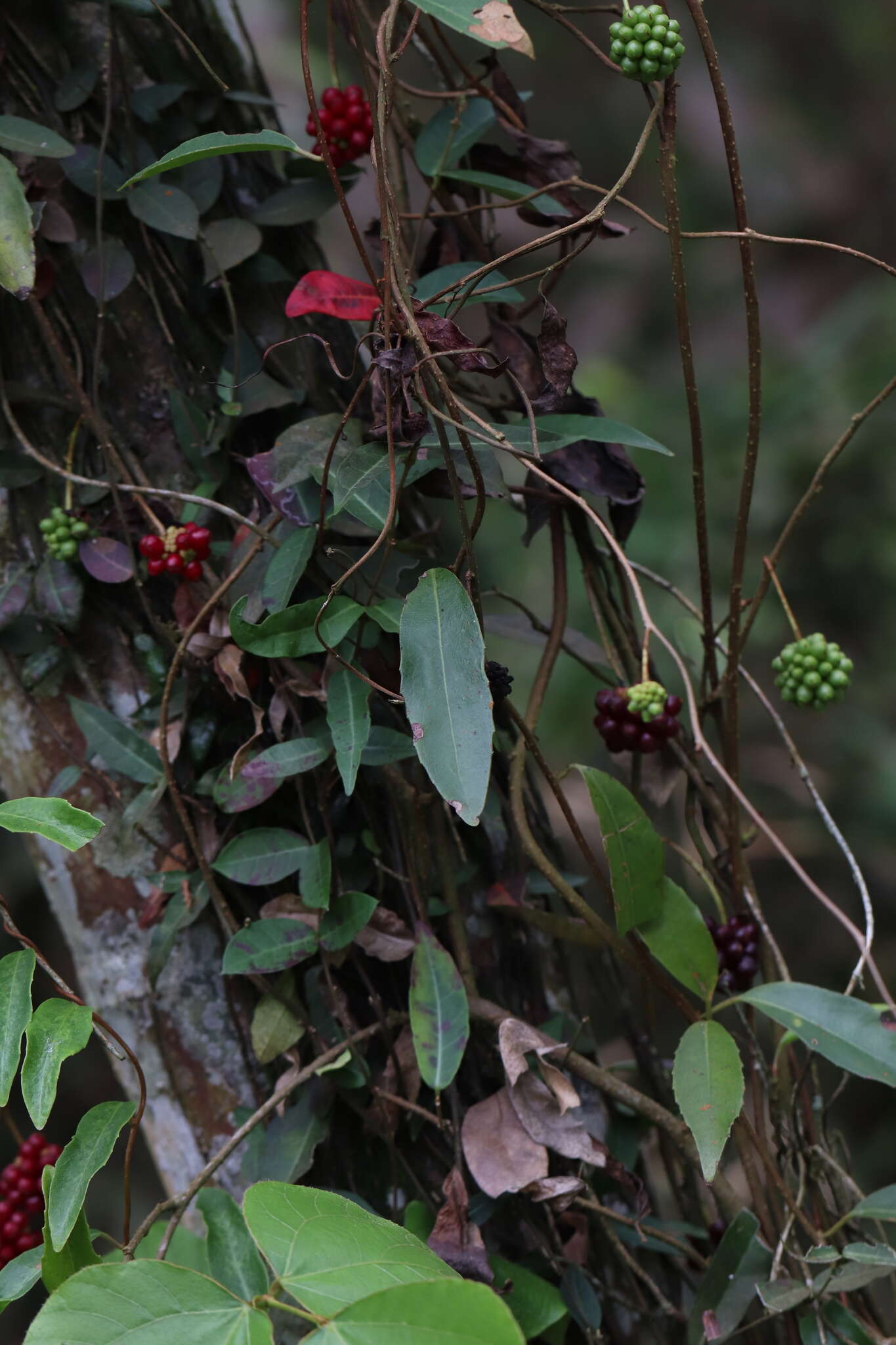 Image of Tetrastigma formosanum (Hemsl.) Gagnep.