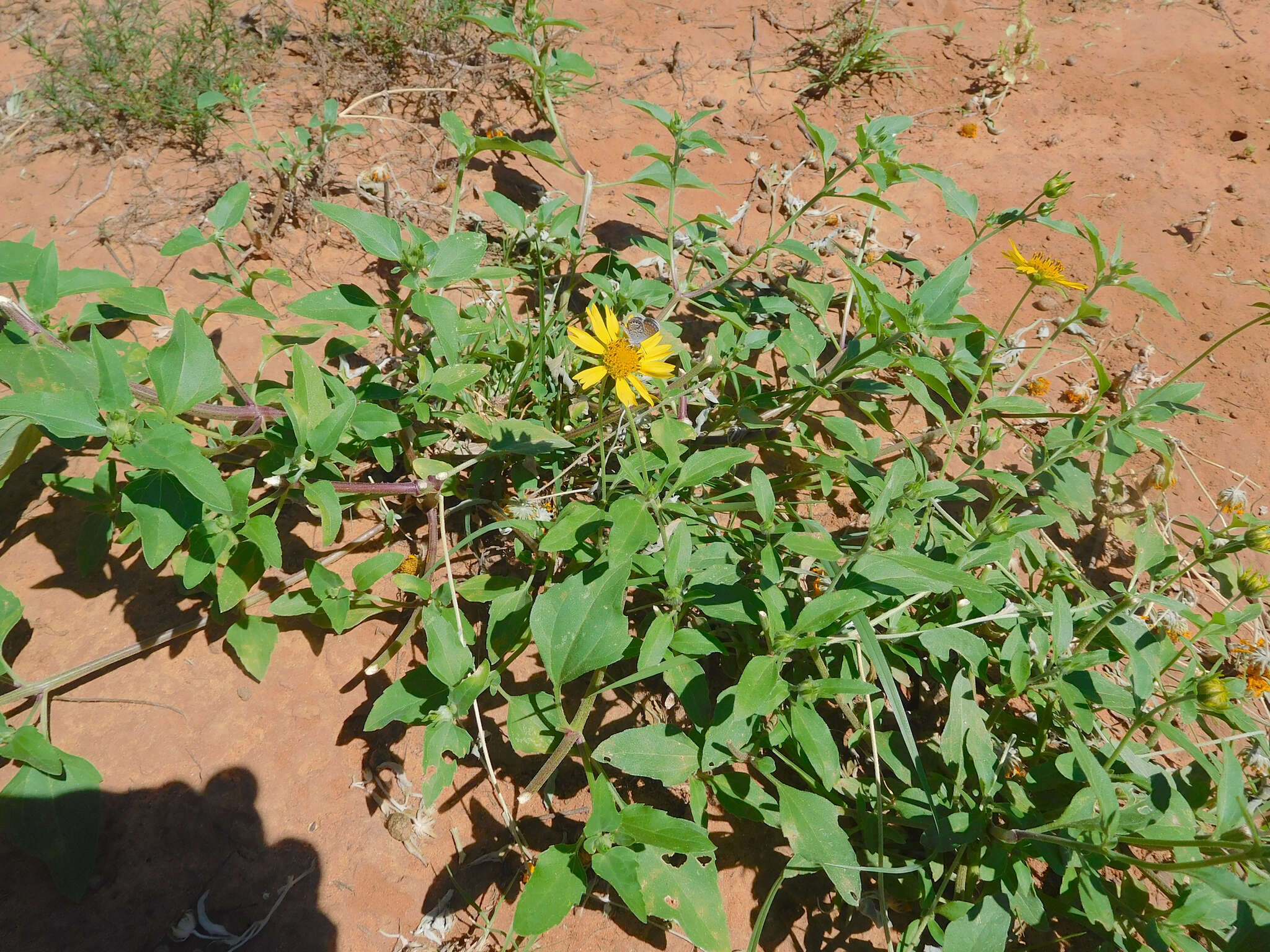 Image of Golden Crownbeard