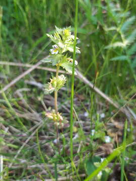 Слика од Euphrasia hyperborea Joerg.