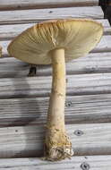 Image of Salmon amanita