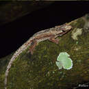 Image of Frilled Gecko