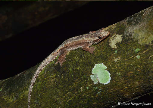 Image of Frilled Gecko