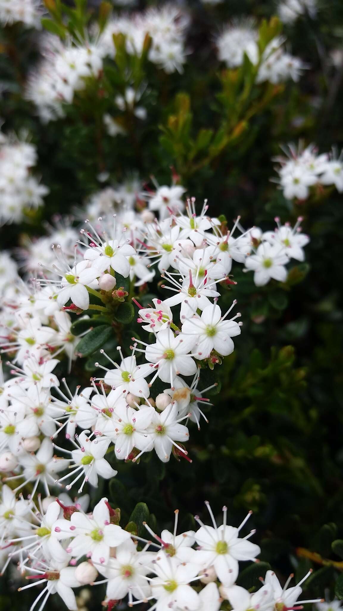 Image of Sand-Myrtle