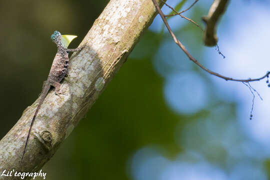 Image of Common Gliding Lizard