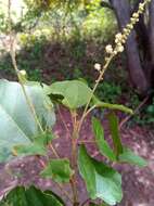 Image of Mallotus oppositifolius (Geiseler) Müll. Arg.