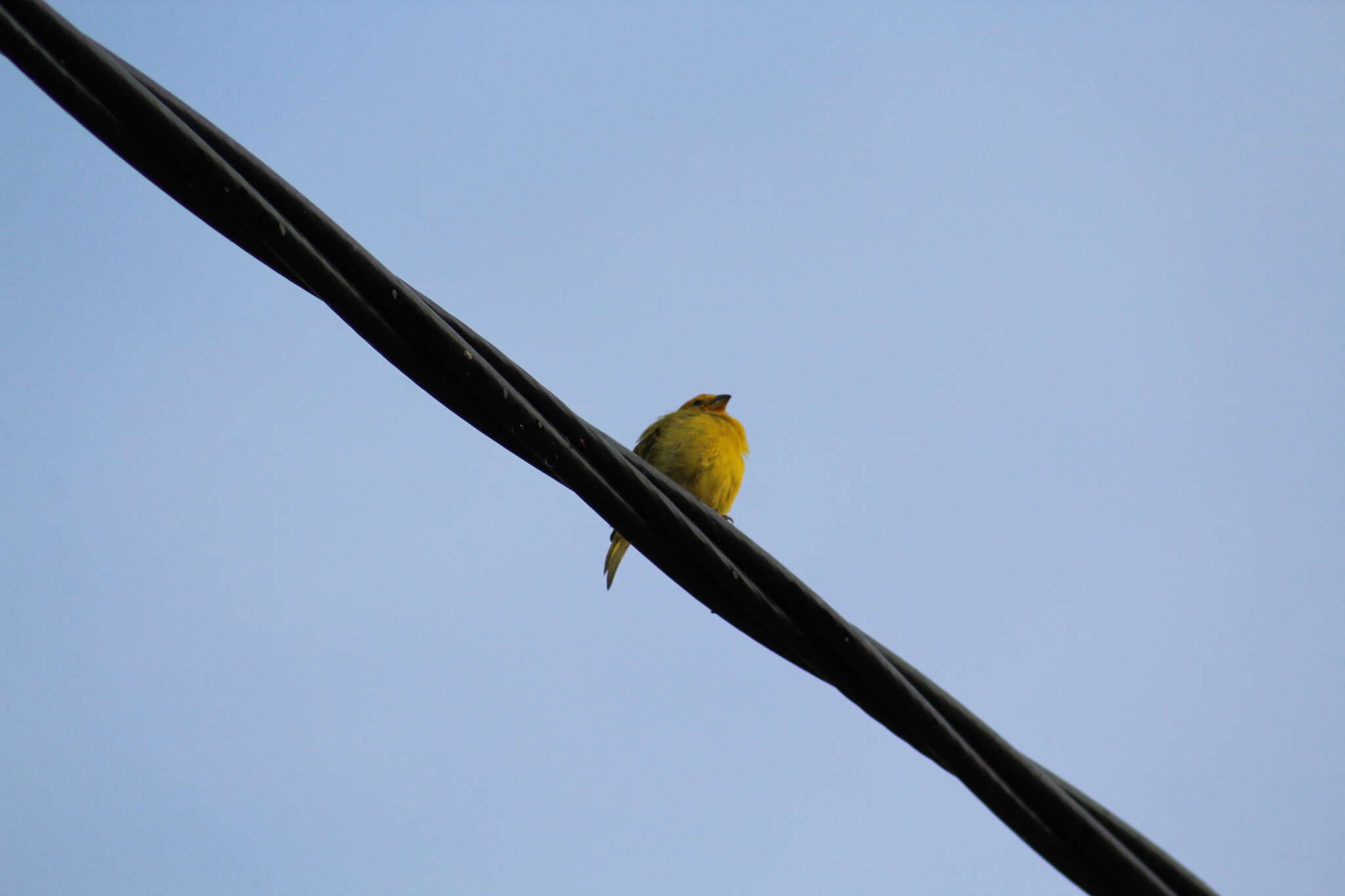 Image of Sicalis flaveola flaveola (Linnaeus 1766)