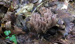 Ramaria fennica (P. Karst.) Ricken 1920的圖片