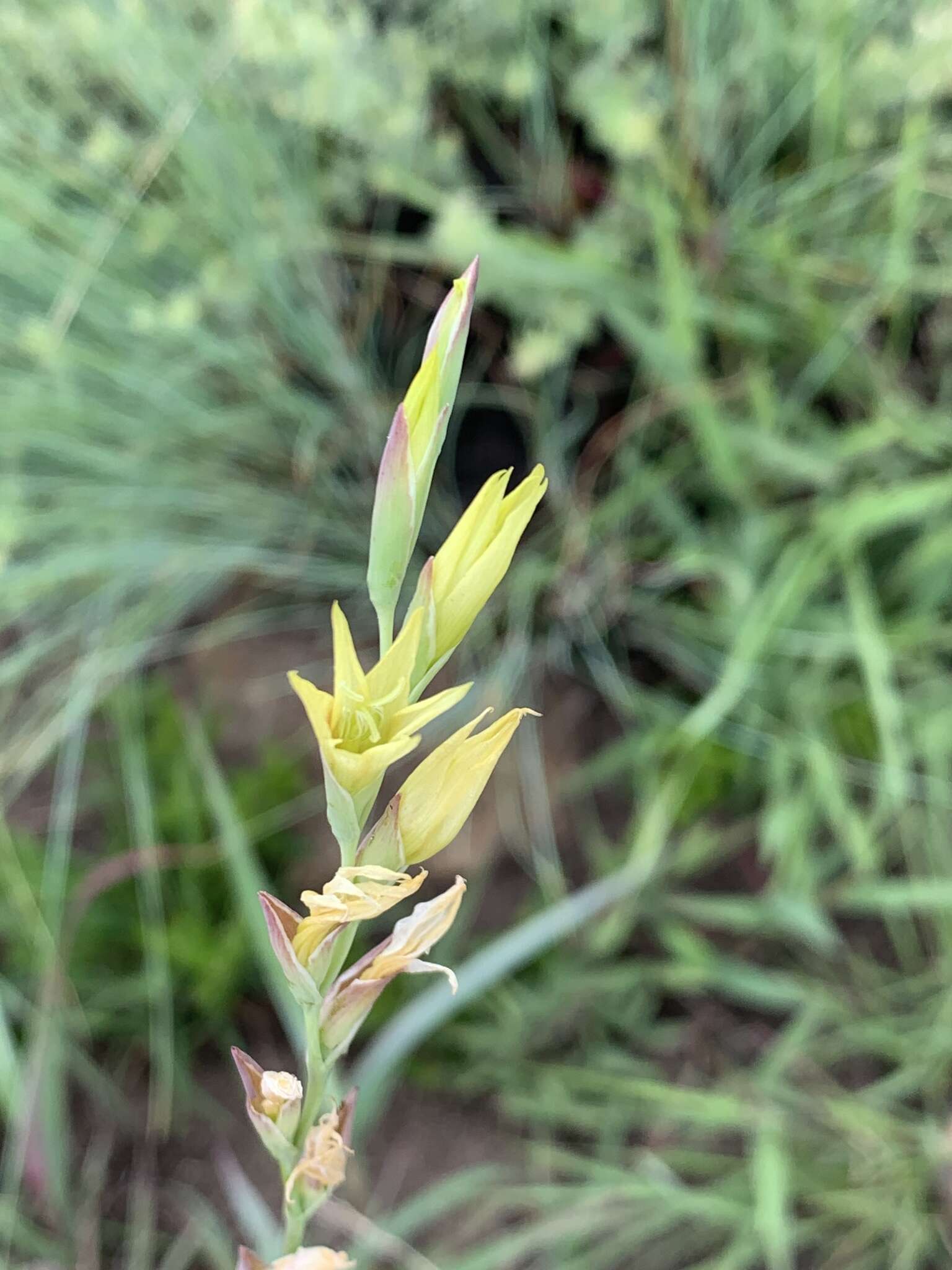 Imagem de Gladiolus pubigerus G. J. Lewis