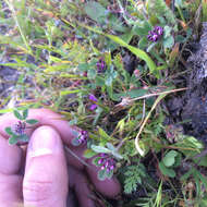 Слика од Trifolium macraei Hook. & Arn.
