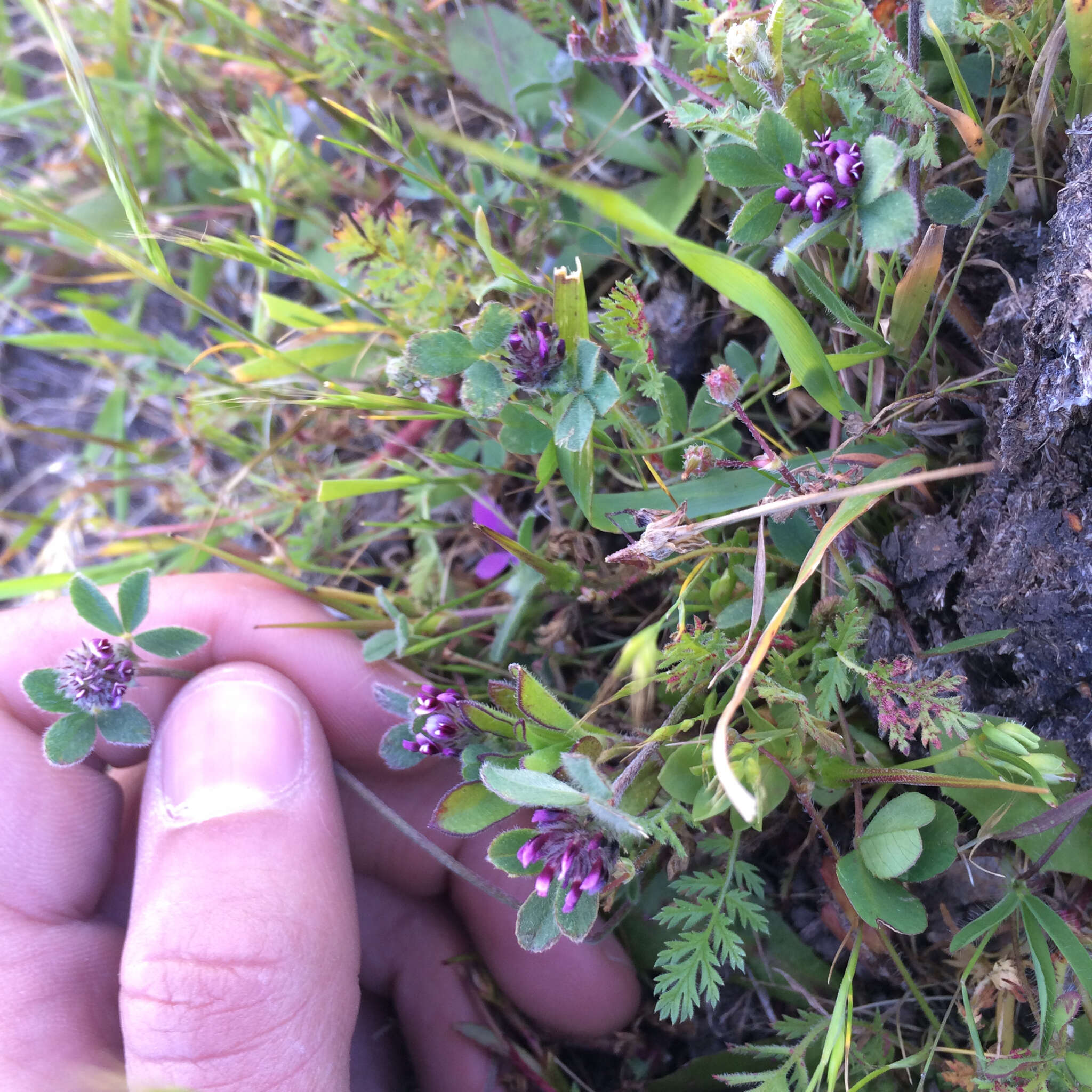 Image of Chilean clover