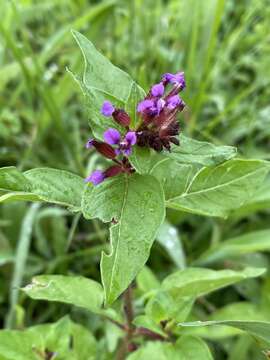 Image of Cuphea tolucana Peyr.