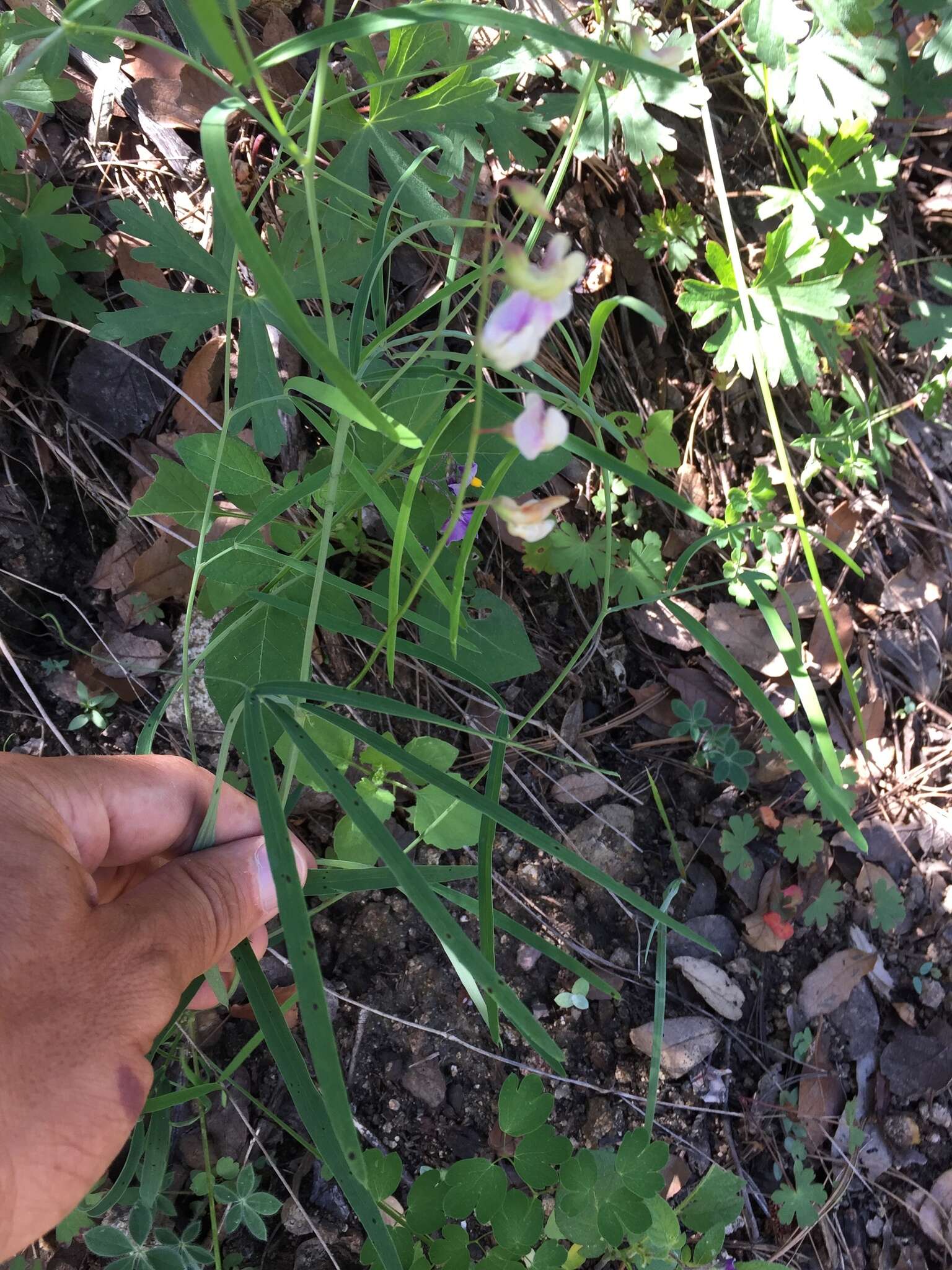 Image of Common Sweet Pea