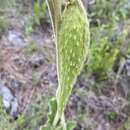 Imagem de Matelea australis (Malme) A. Pontiroli