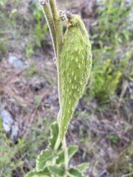 Plancia ëd Matelea australis (Malme) A. Pontiroli