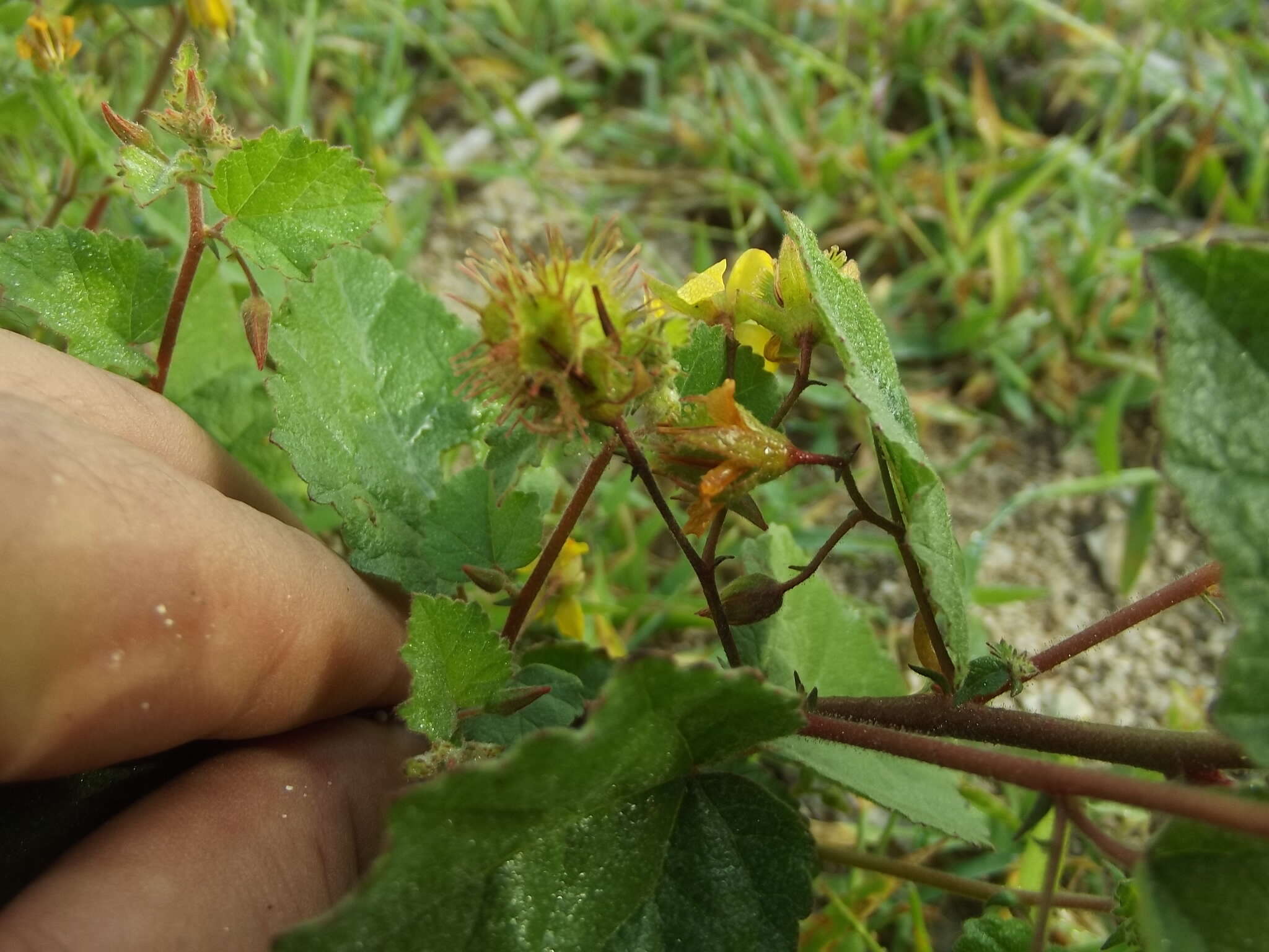 Image of Hermannia palmeri Rose