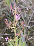 Stylidium eriorrhizum R. Br. resmi