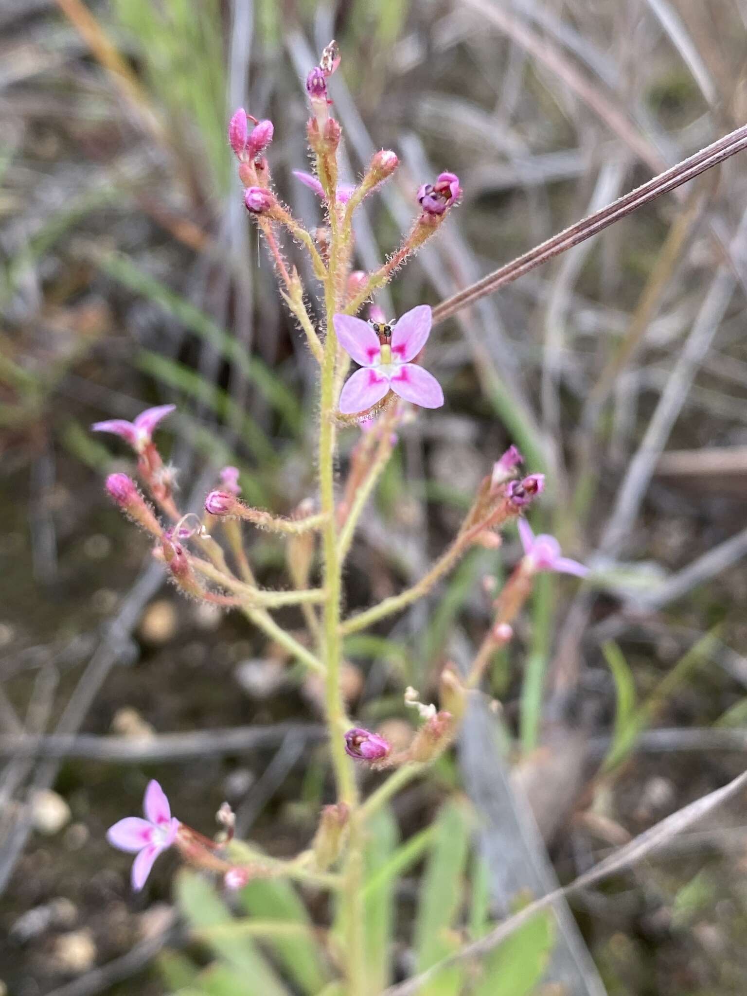 Stylidium eriorrhizum R. Br. resmi