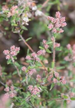 Image of Leucopogon hirsutus Sond.