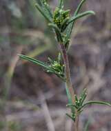 صورة Calycadenia fremontii A. Gray