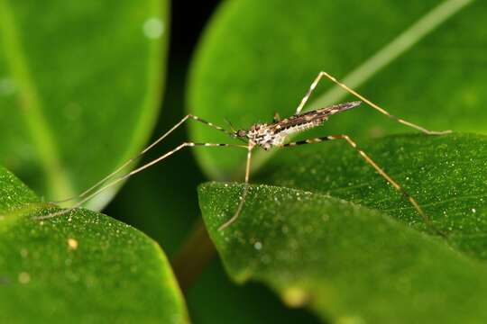 صورة Amphineurus (Amphineurus) hudsoni Edwards 1923