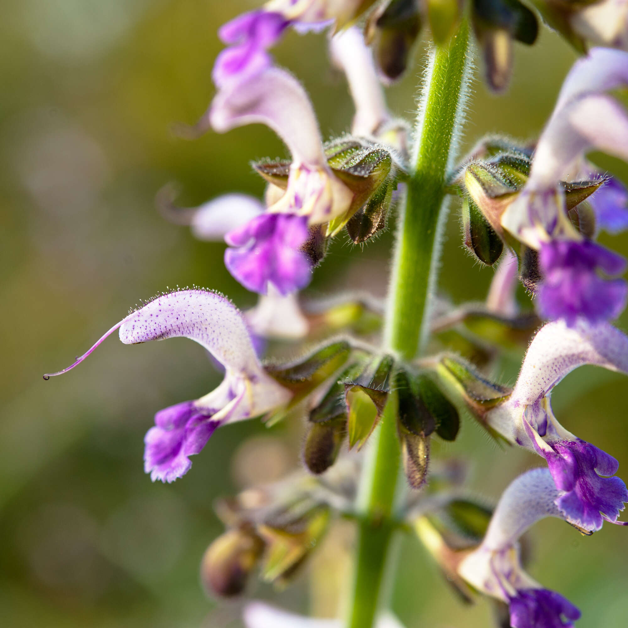 Imagem de Salvia bowleyana Dunn