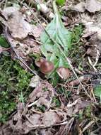 Image of Mycena plumipes (Kalchbr.) P.-A. Moreau 2003