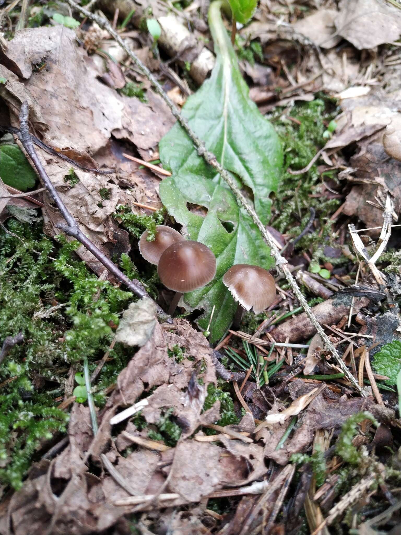 Sivun Mycena plumipes (Kalchbr.) P.-A. Moreau 2003 kuva