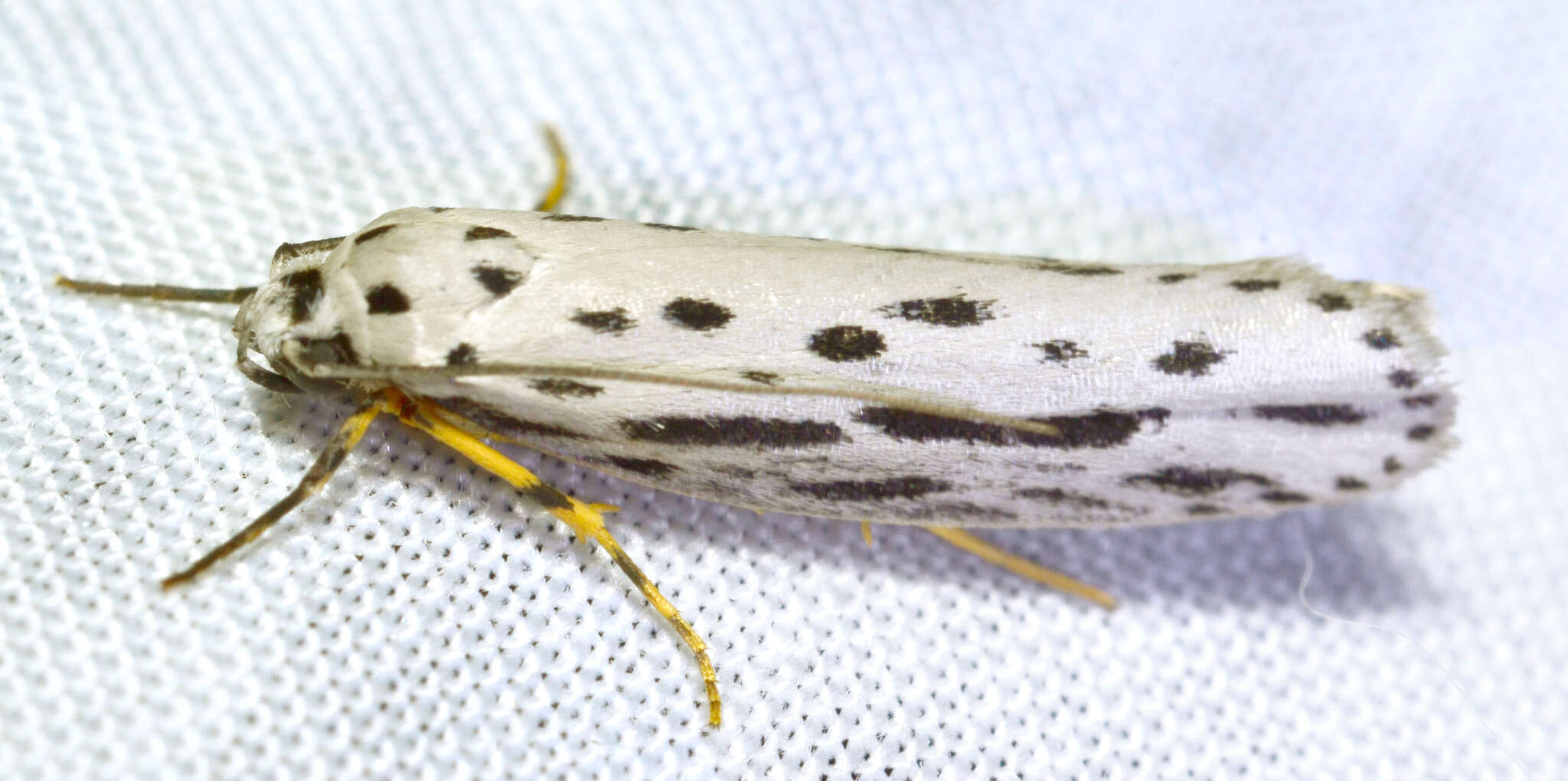 Image of Zeller's Ethmia Moth