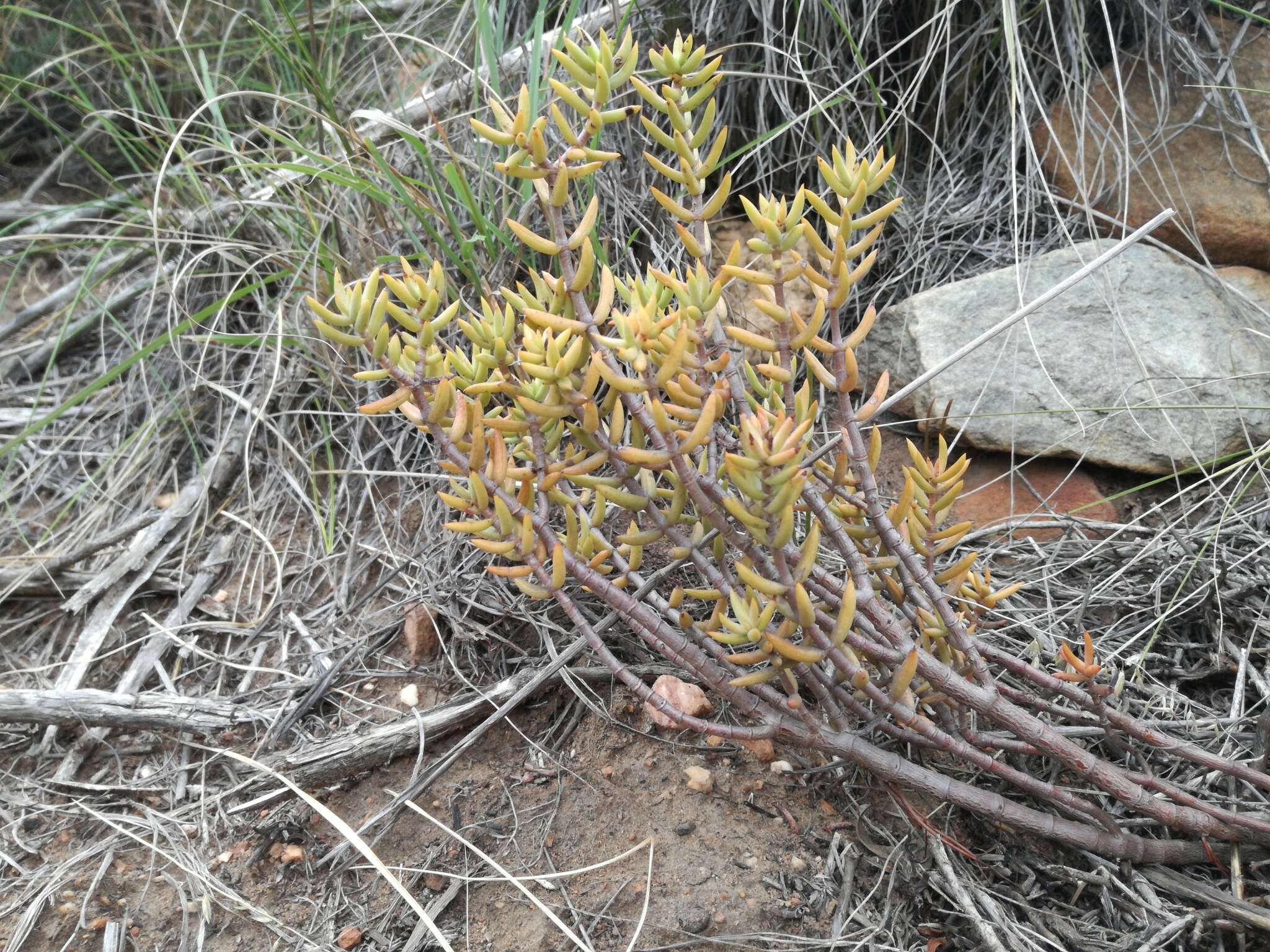 Crassula tetragona subsp. lignescens Tölken resmi