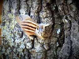 Image of Durango Chipmunk