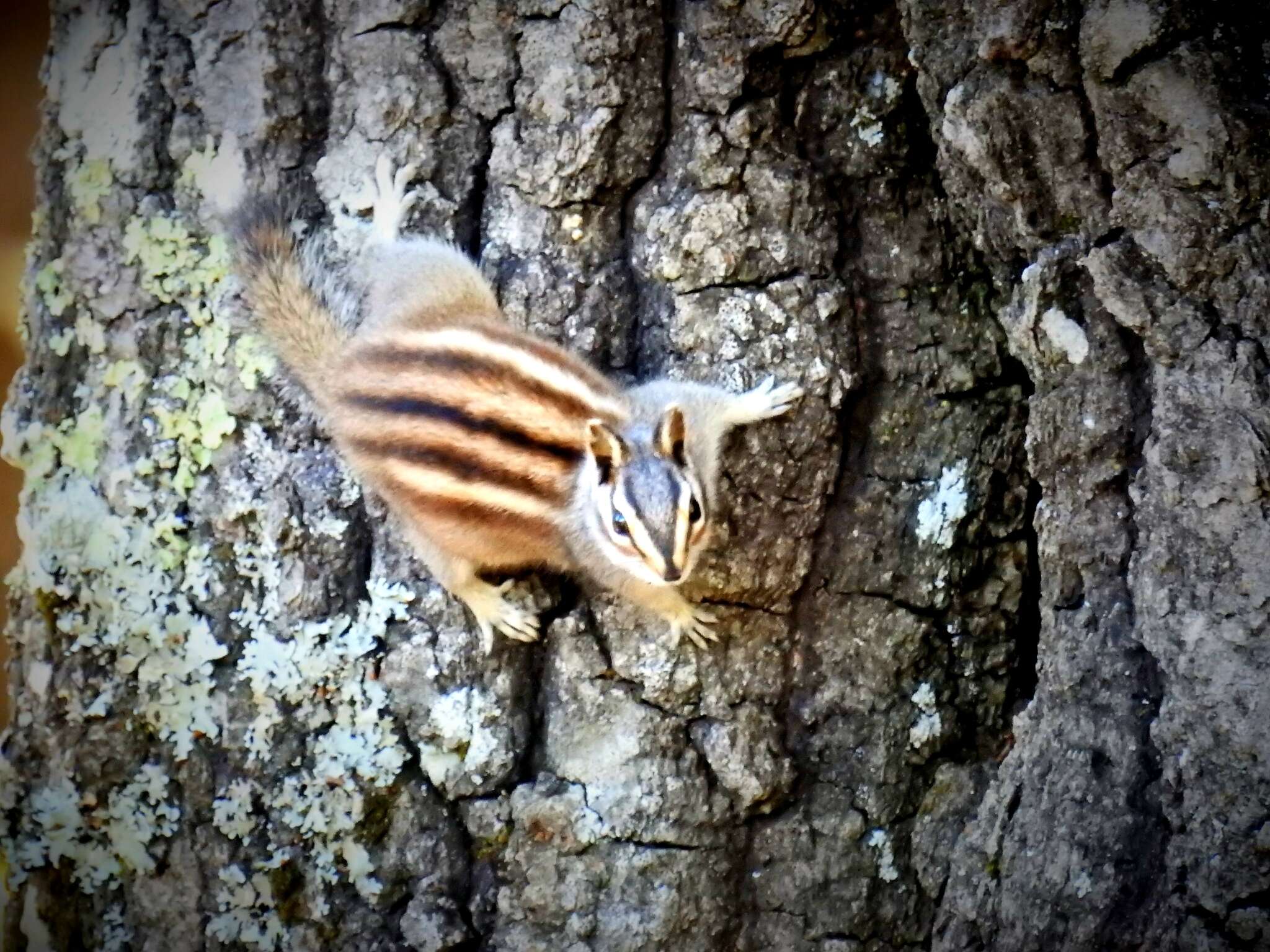 Image of Durango Chipmunk