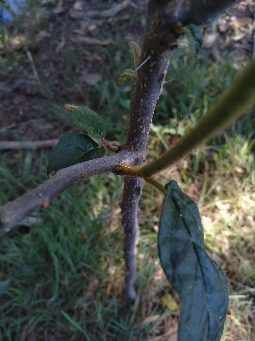 Image de Solanum stelligerum Sm.