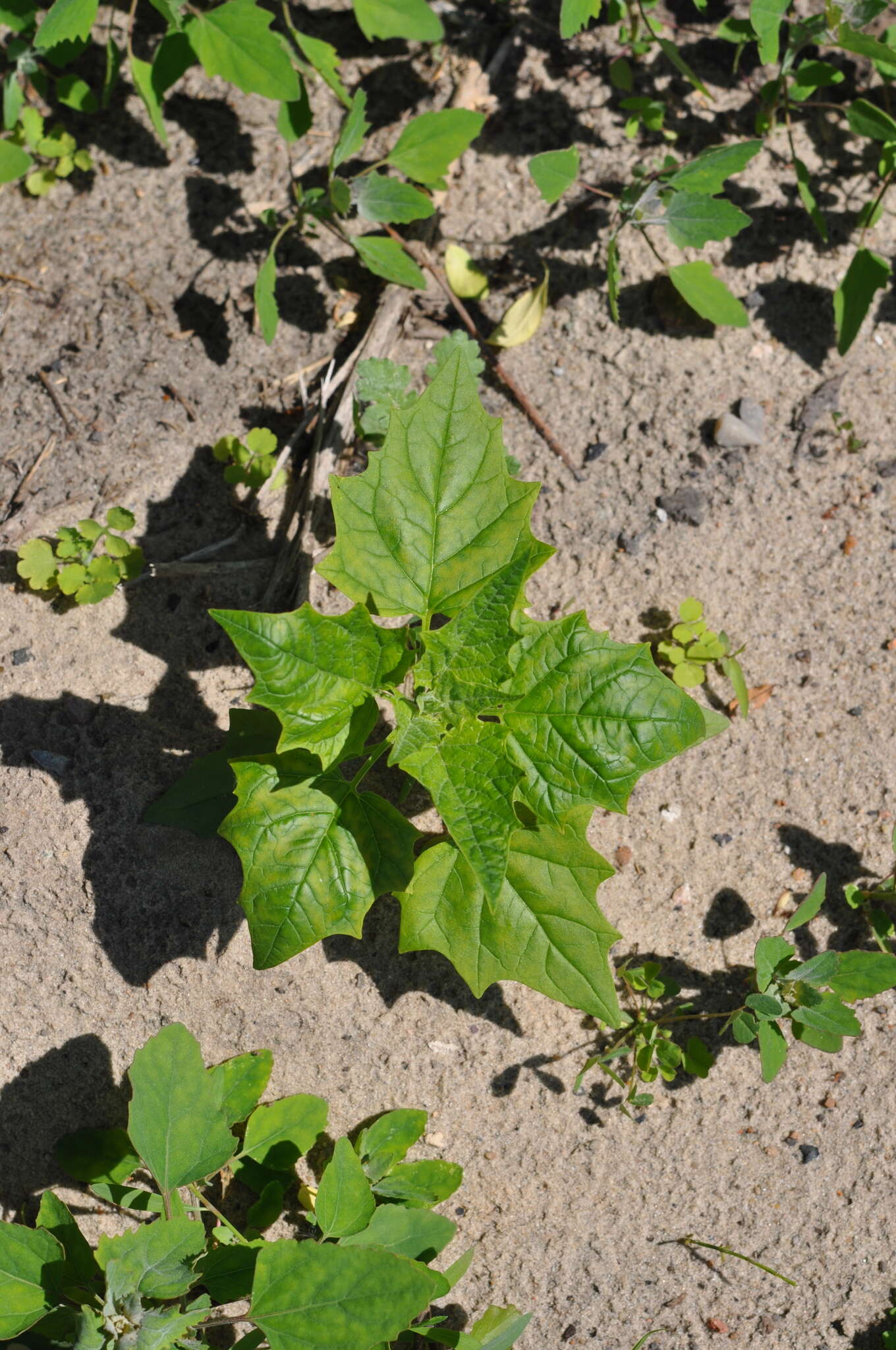 Image de Chenopodiastrum hybridum (L.) S. Fuentes, Uotila & Borsch