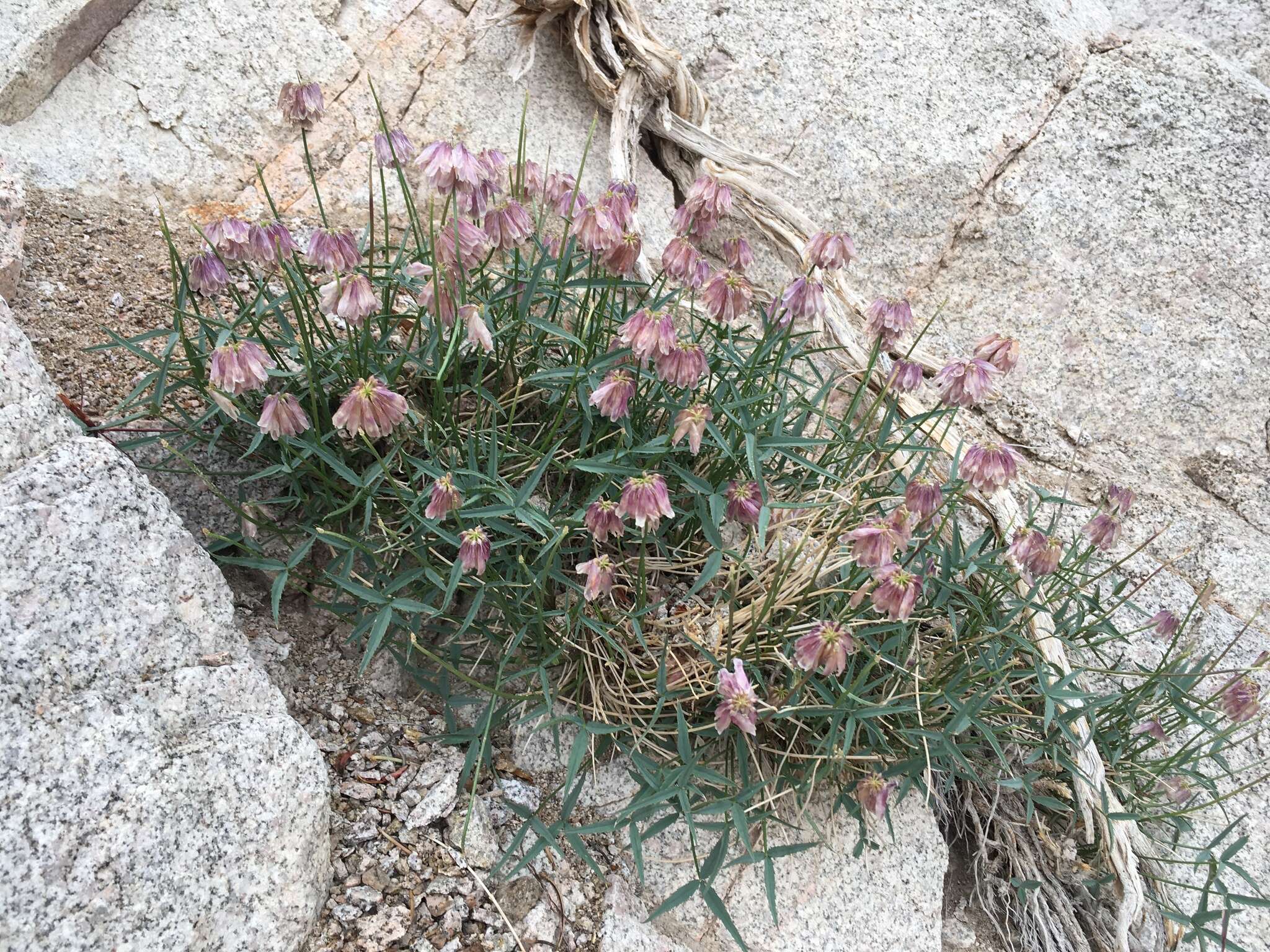 Image of Dedecker's clover