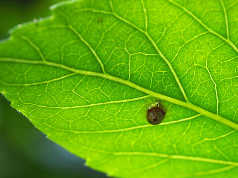 Image of Charidotella (Xenocassis) amoena (Boheman 1855)