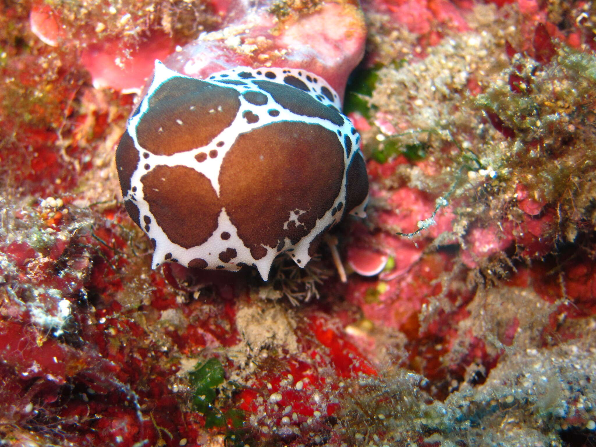 Image of Swiss cow nudibranch