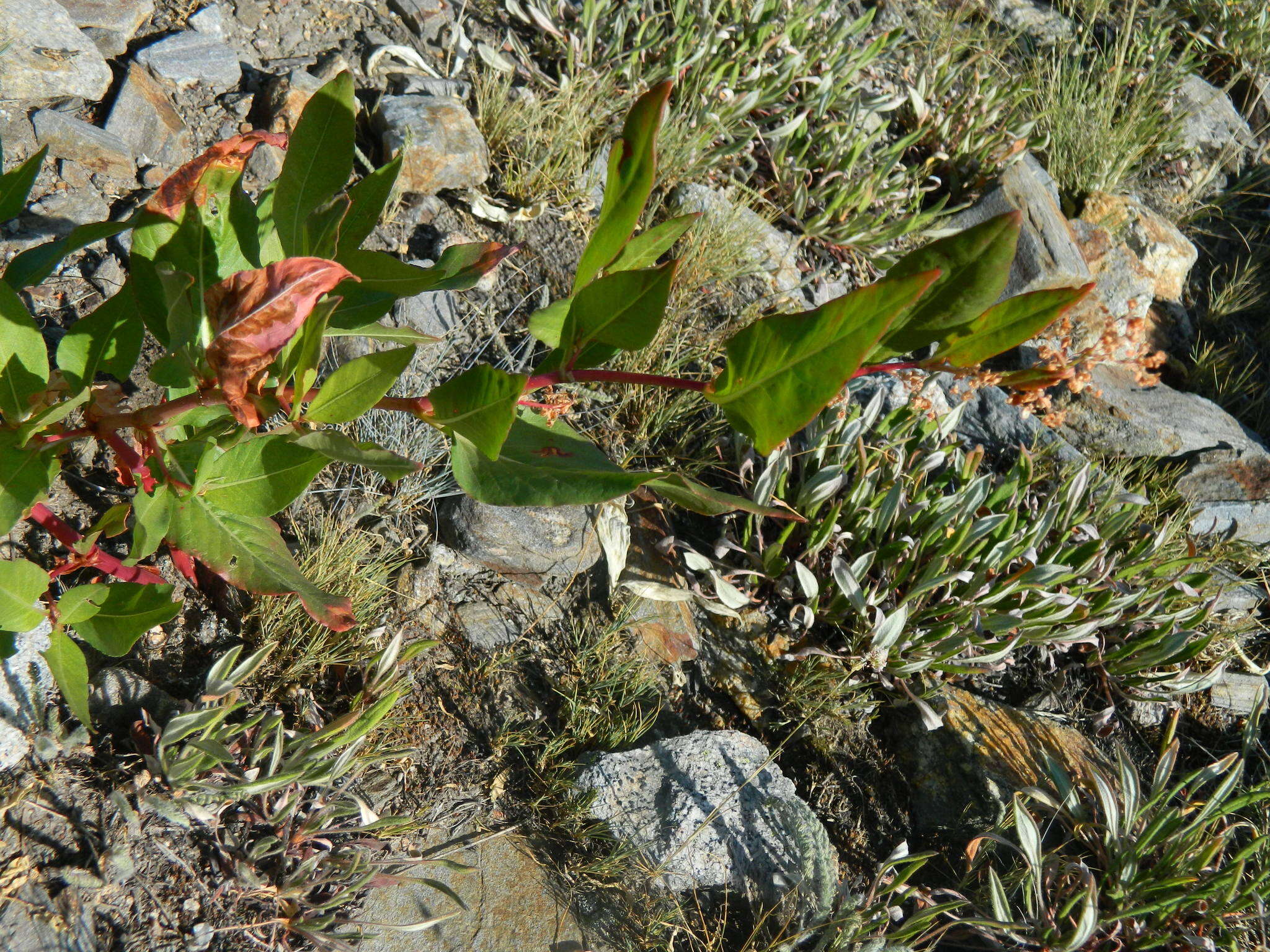 Image of Alpine Fleeceflower