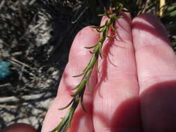 Wahlenbergia longifolia (A. DC.) Lammers resmi