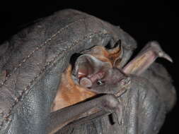 Image of Pallas's Mastiff Bat