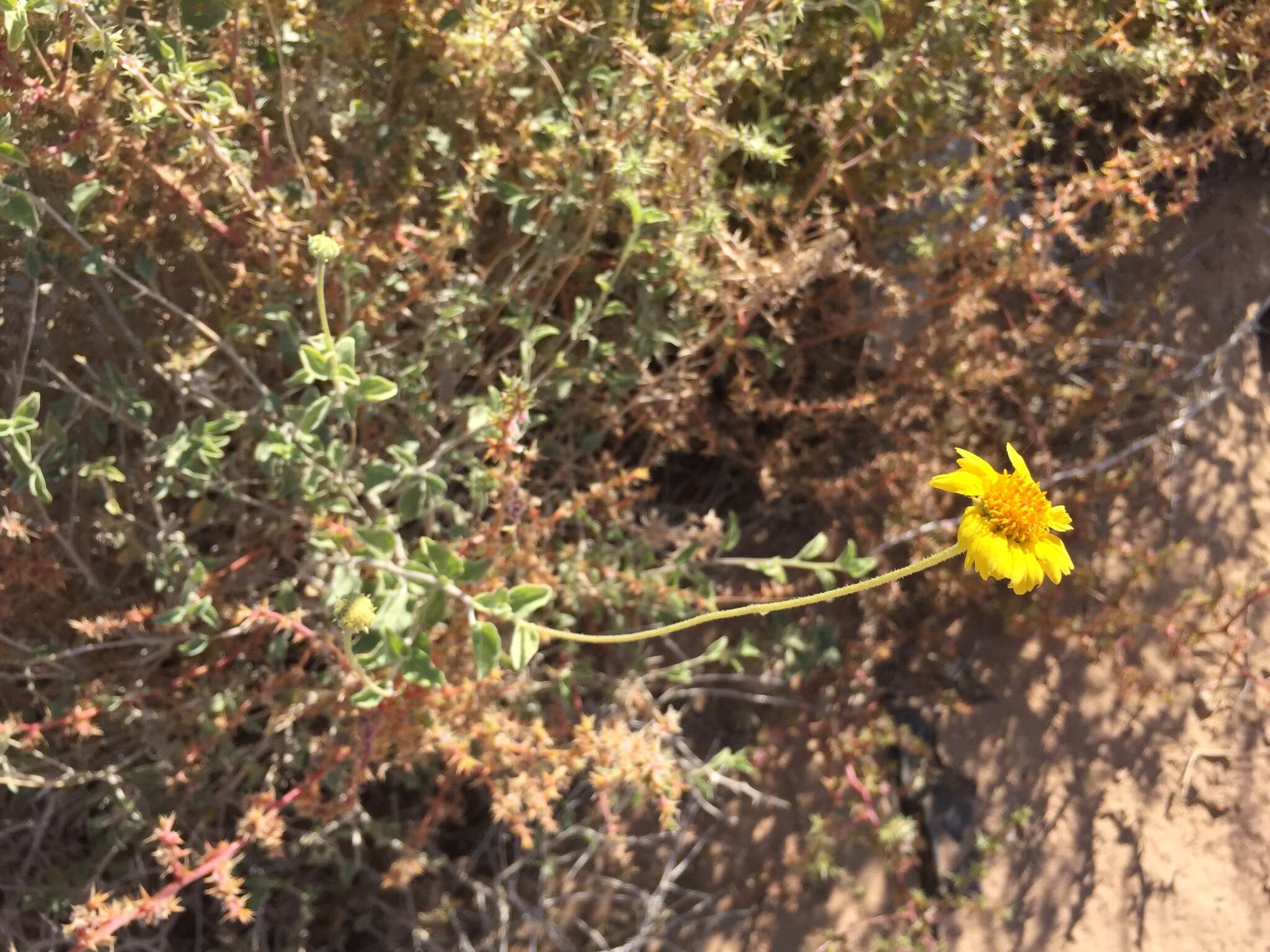 Sivun Encelia virginensis A. Nels. kuva