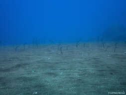 Image of Brown Garden Eel