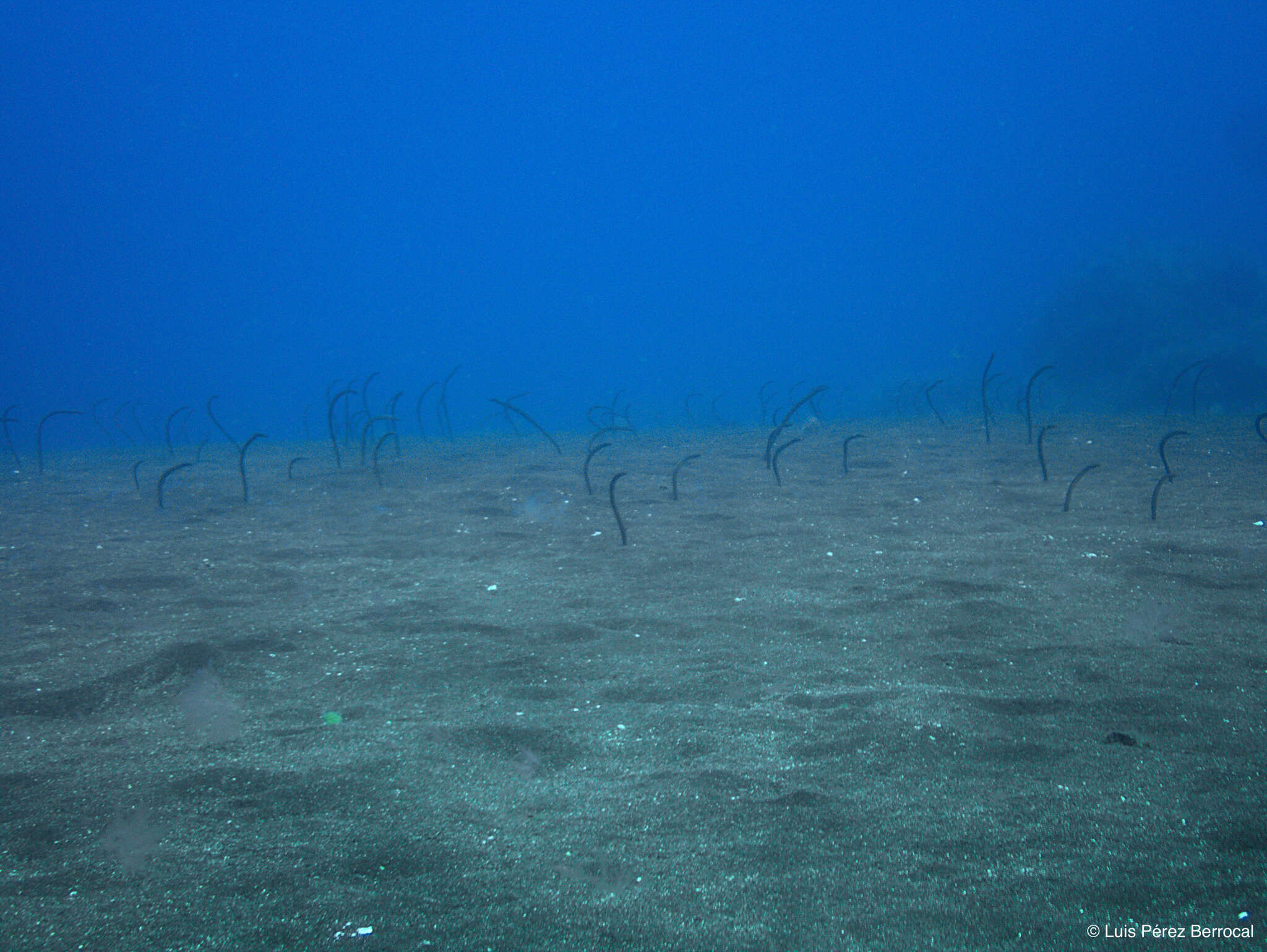 Image of Brown Garden Eel