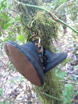 Image de Plectania chilensis (Mont.) Gamundí 1971