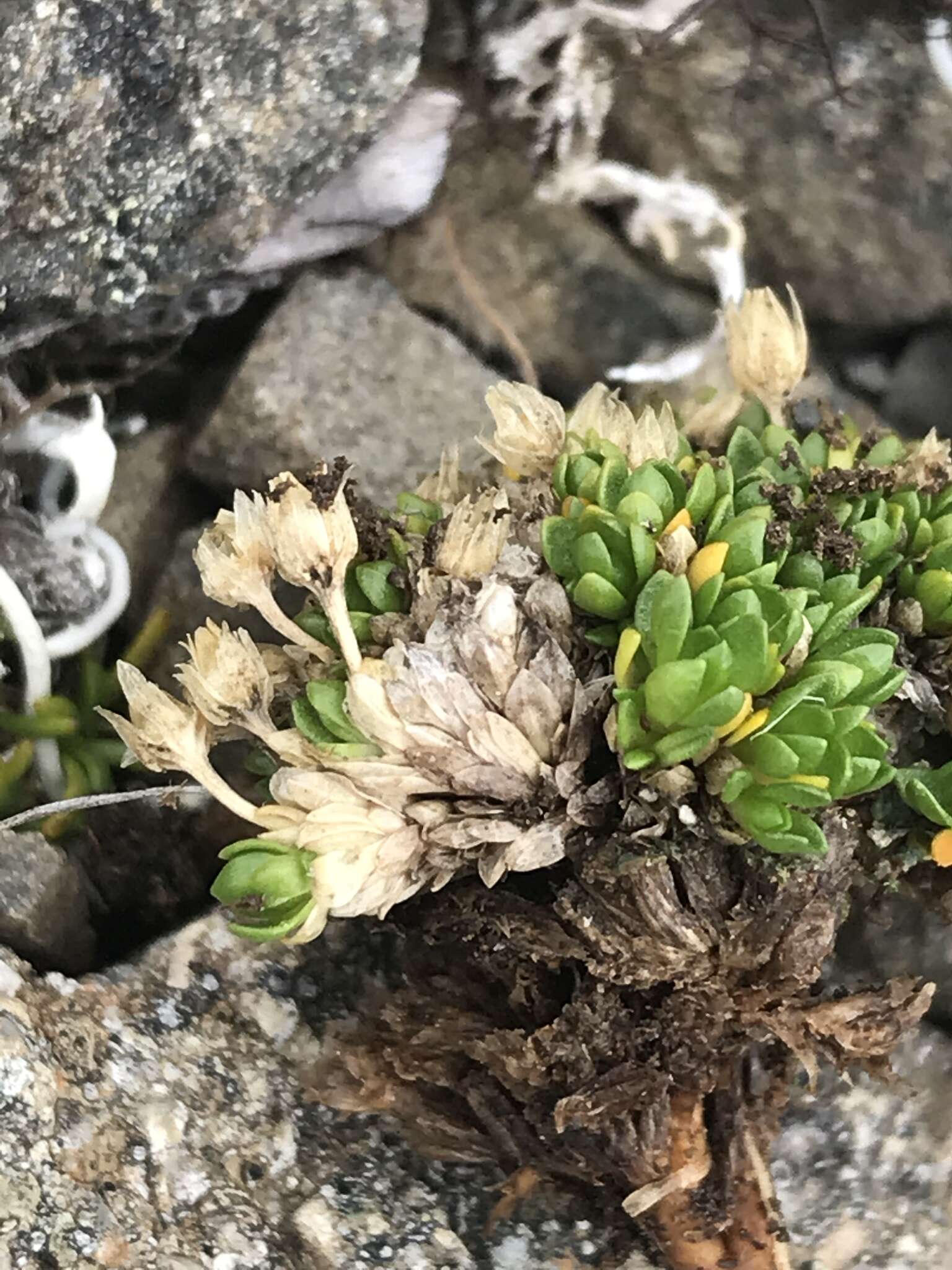 Plancia ëd Stellaria dicranoides (Cham. & Schltdl.) Fenzl