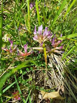 Image of Astragalus monspessulanus subsp. monspessulanus