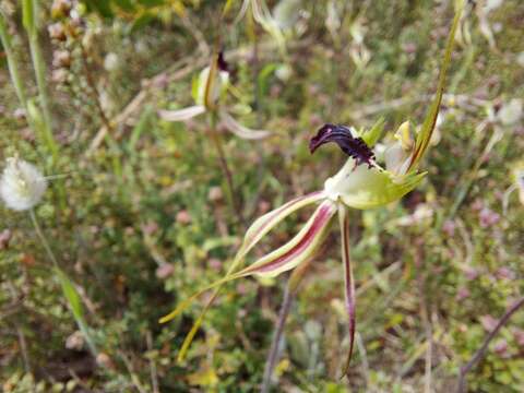 Image of Rigid spider orchid