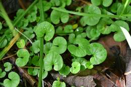 Plancia ëd Dichondra sericea Sw.